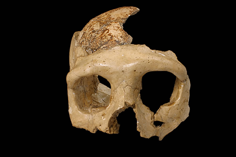 KRAPINA NEANDERTAL MUSEUM