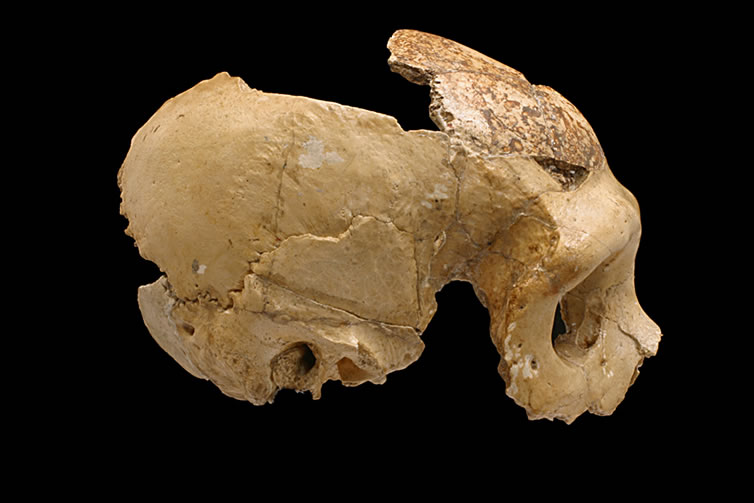 KRAPINA NEANDERTAL MUSEUM