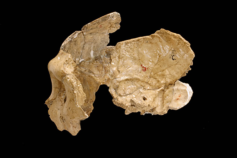 KRAPINA NEANDERTAL MUSEUM