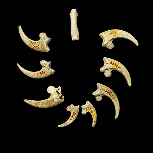 KRAPINA NEANDERTAL MUSEUM