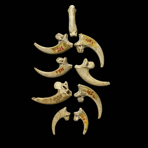 KRAPINA NEANDERTAL MUSEUM