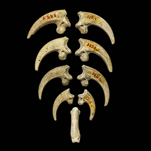 KRAPINA NEANDERTAL MUSEUM